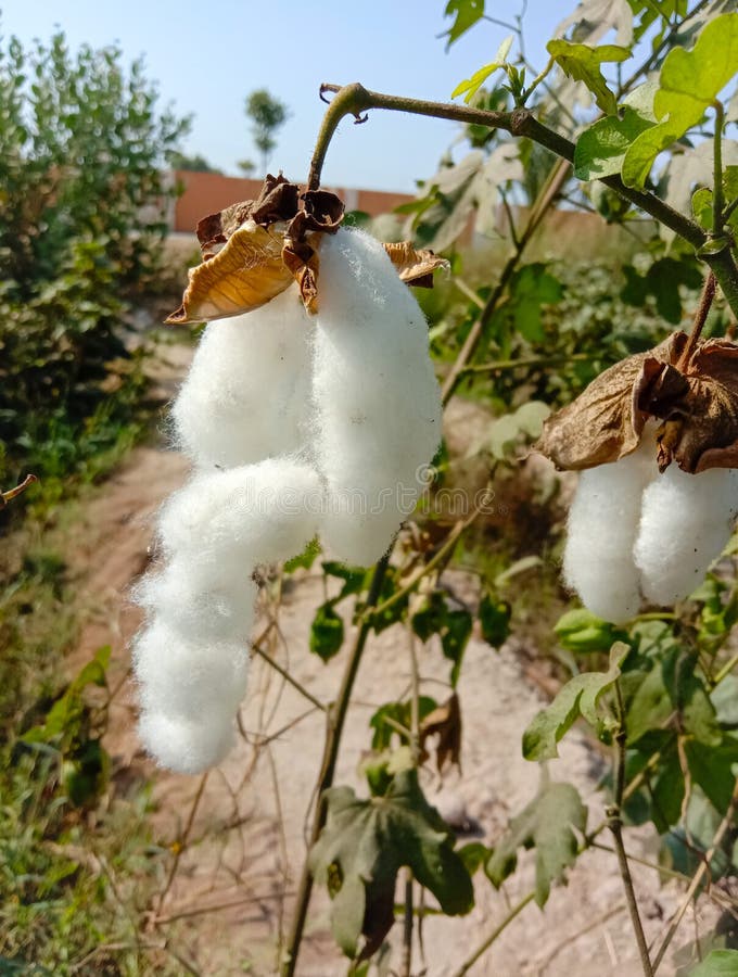 cotton seed pod