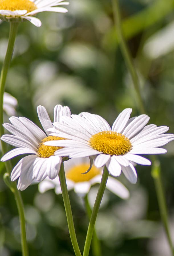 Close up of white daisies stock image. Image of easter 198468815