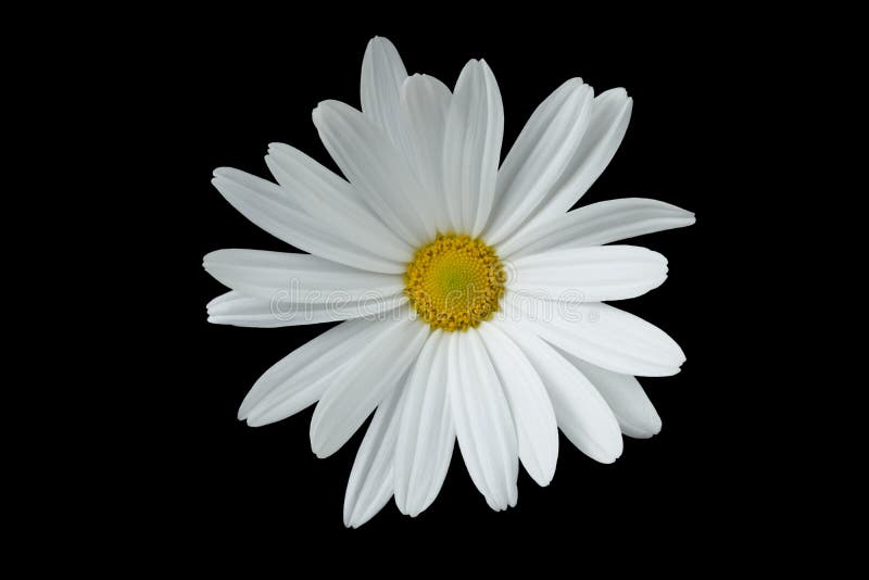 Close up of white daisy, black background