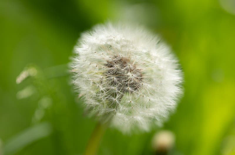 Close-up white dandelion flower on green background. royalty free stock image Close-up white dandelion flower on green background. royalty free stock image