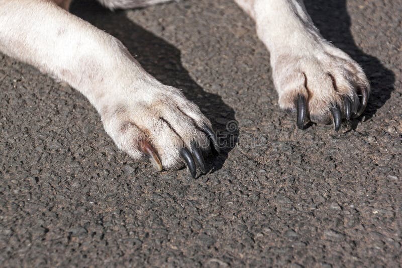 Close Up of White Dog Paws on Asphalt Stock Photo Image of closeup