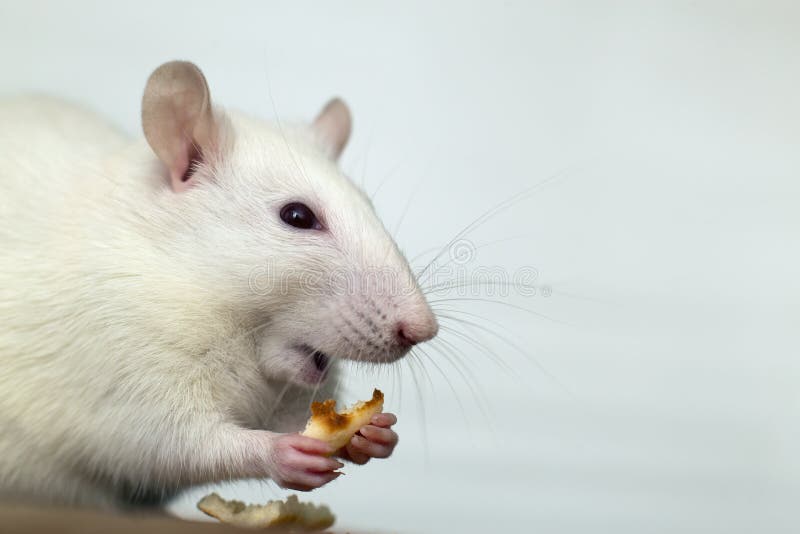 119 Lab Rat Eating Food Stock Photos Free & RoyaltyFree Stock Photos