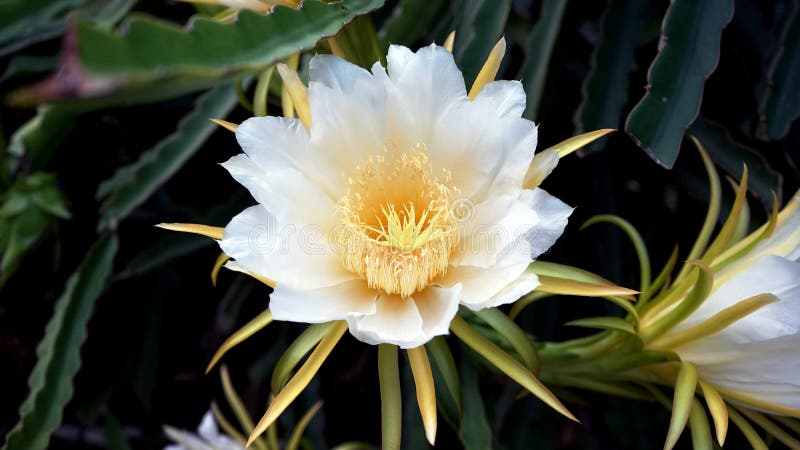 Close up of white dragon fruit flowers