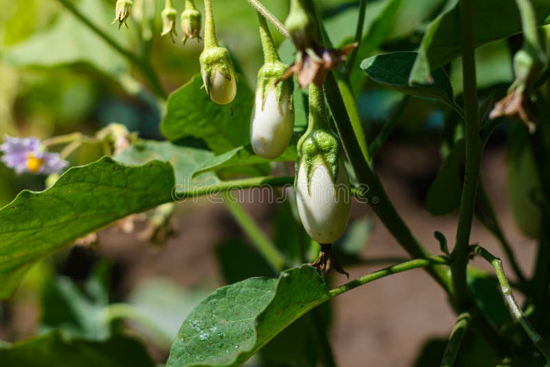 Close Up of White Eggplant Growing Under the Sunlight on the Plant