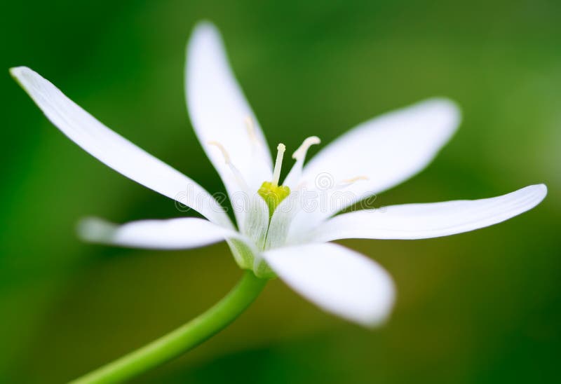 Close up of a white flower stock image