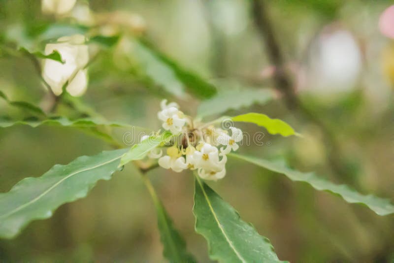 Closeup of White Flower in Greenhouse Stock Image Image of white, tree 262058043