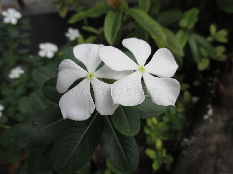 Close Up White Flower Periwinkle Stock Image Image of garden