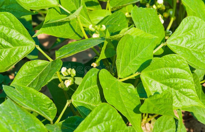 Closeup of White Flowering Green Beans Plants Stock Image Image of
