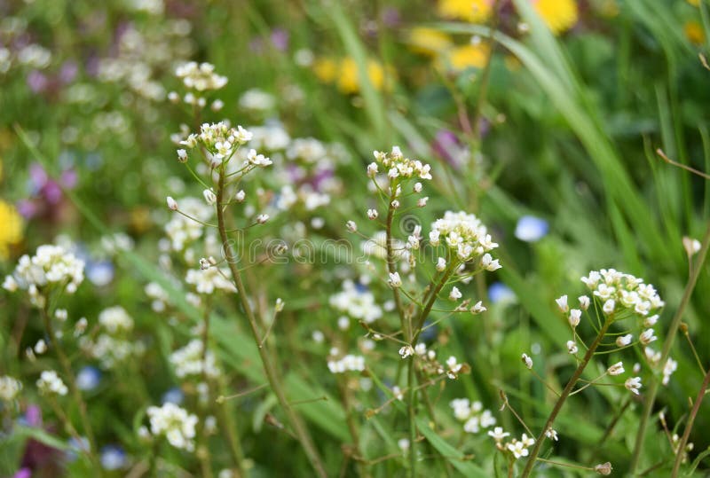 Close up white flowers of shepherd&x27;s purse, latin name Capsella bursa-pastoris. Glade with a shepherd&x27;s bag.