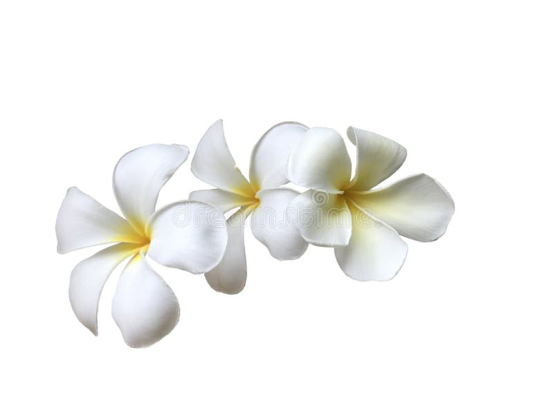 Close up of white Frangipani blossoms or Plumeria flowers isolated on white background.