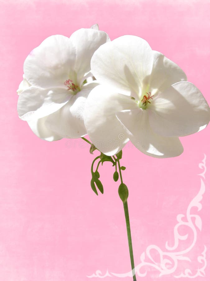 Close-up white geranium royalty free stock photography