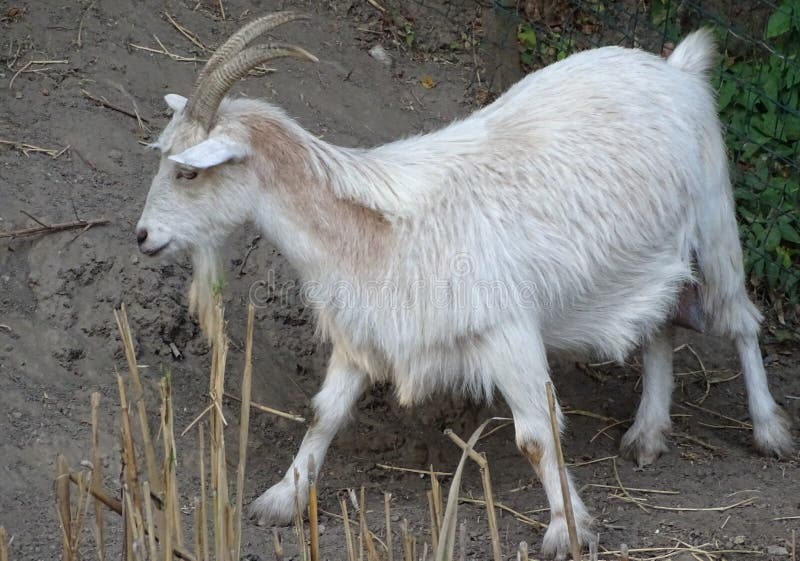 Close up with white goat on the ground stock photo Close up with white goat on the ground stock photo