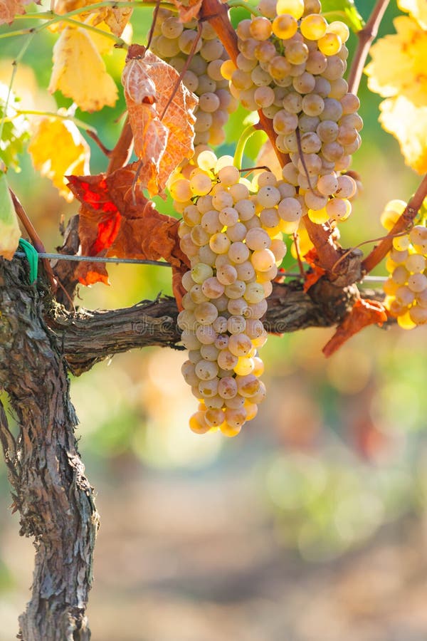 Grapes in Tuscany vineyard stock image. Image of vines 3502245