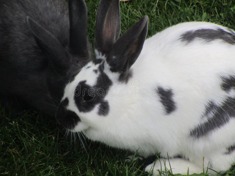Close Up White and Gray Bunny Rabbits at Petting Zoo Stock Photo