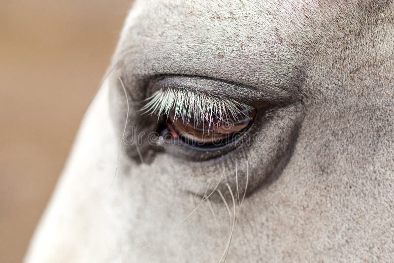 Close-up of white horse face with black bridle and long eyelashes