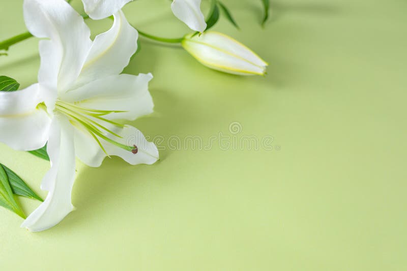 Hoa huệ trắng là biểu tượng cho sự trong sáng, thanh lịch và tinh khiết. Hãy cùng chúng tôi khám phá các hình ảnh tuyệt đẹp về hoa huệ trắng để thêm sự sang trọng và tinh tế cho dự án của bạn. Đảm bảo sẽ làm bạn vô cùng hài lòng với chất lượng của chúng tôi.