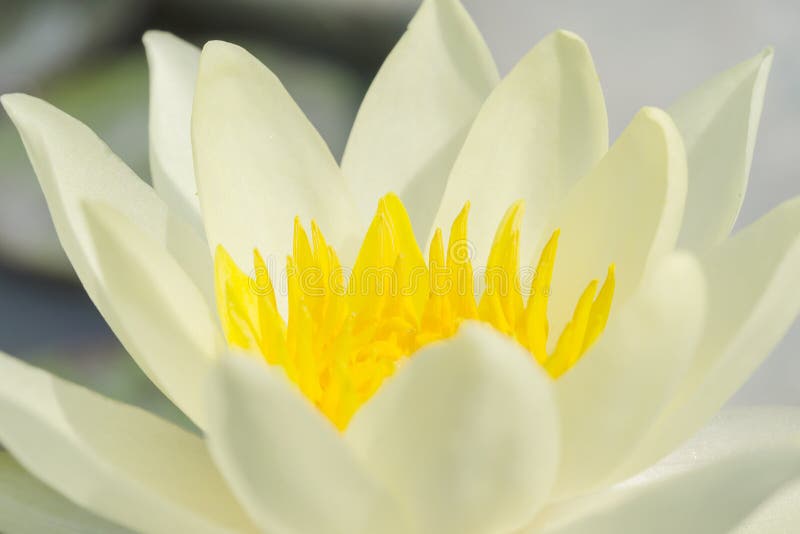 Close up white lotus stock photo Close up white lotus stock photo