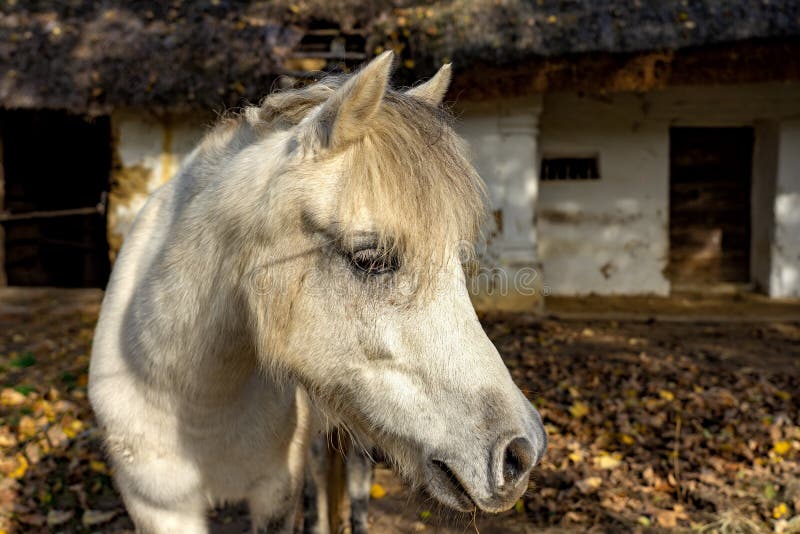 Close up white mulish mule horse on a rustic farm