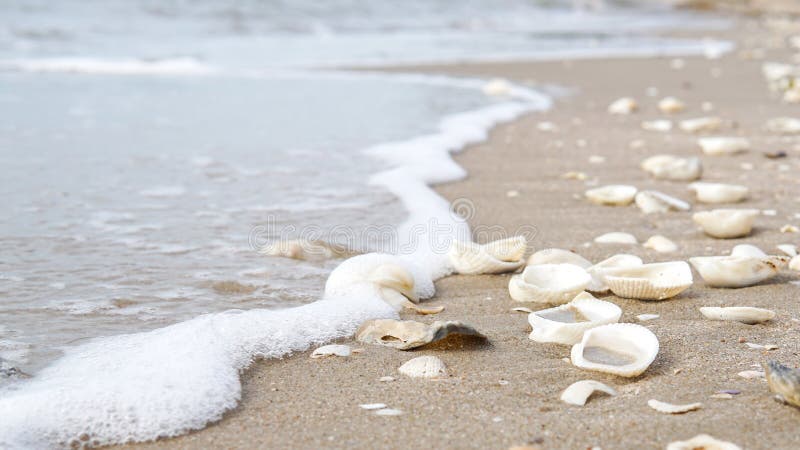 Close Up Of White Ocean Wave Sea Wave On The Beach With Shells Stock
