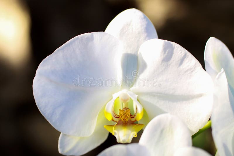 White Orchid Flower with Yellow Center Stock Image Image of orchid, macro 240483373