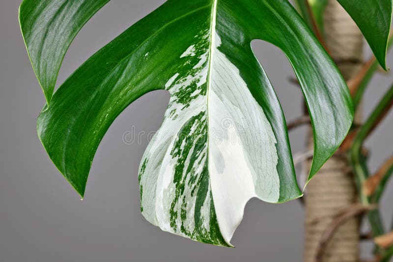 Close up of white patches on leaf of tropical 'Monstera Deliciosa Variegata' houseplant. Close up of white patches on leaf of tropical 'Monstera Deliciosa Variegata' houseplant
