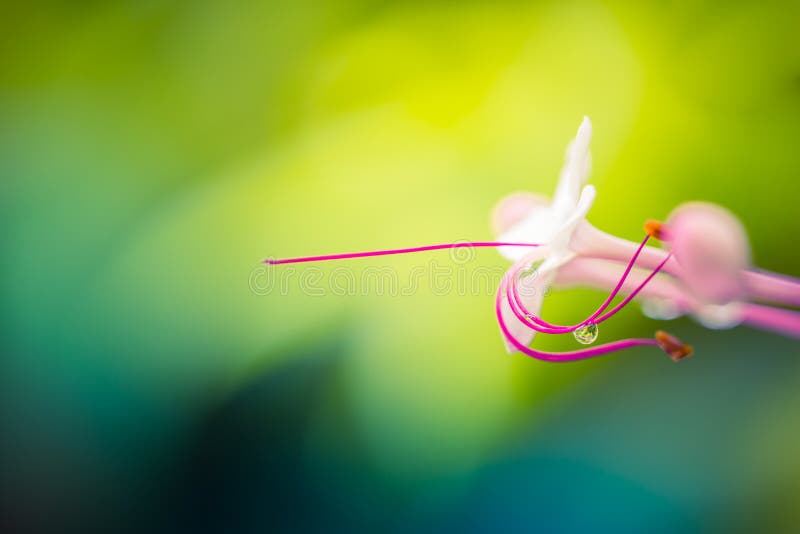 Amazing tropical flower macro. Perfect nature closeup, colorful flowers with water droplet, dreamy nature close-up bright artistic