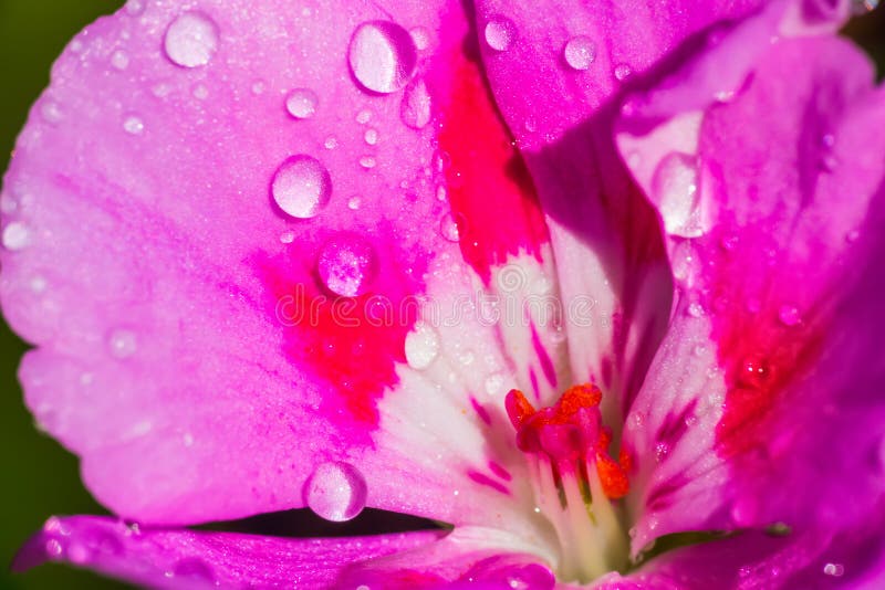 Close up of a white and pink geranium royalty free stock photo