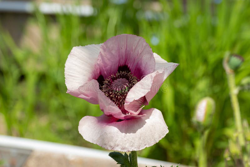 Close up of a white and purple oriental poppy, Papaver orientale or royal wedding