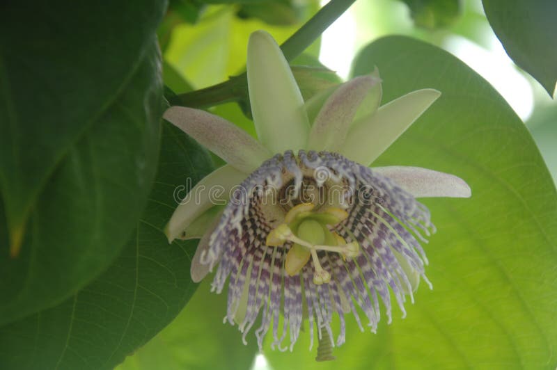 Close Up of Passion Fruit Flower Under Leaves in Peru. Stock Photo