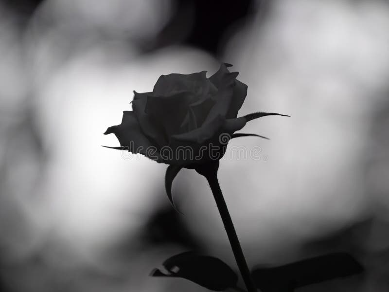Close Up White Rose Isolated on Background, Concept of Broken Heart