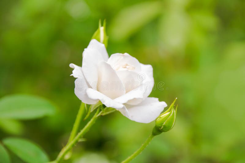 Close up White rose and Rose bud tree in garden