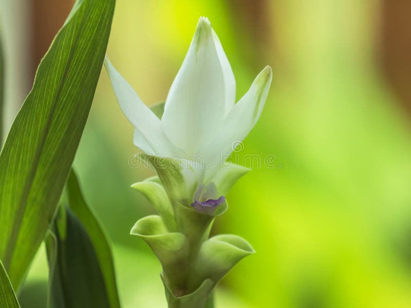 Close up white siam tulip flower Curcuma alismatifolia Gagnep or dok krachiao blooming on tree royalty free stock photo Close up white siam tulip flower Curcuma alismatifolia Gagnep or dok krachiao blooming on tree royalty free stock photo
