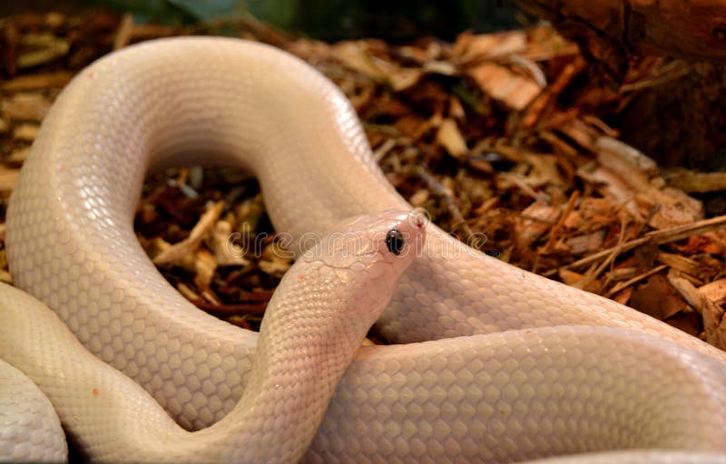 474 Exotic White Snake Terrarium Stock Photos - Free & Royalty-Free Stock  Photos from Dreamstime
