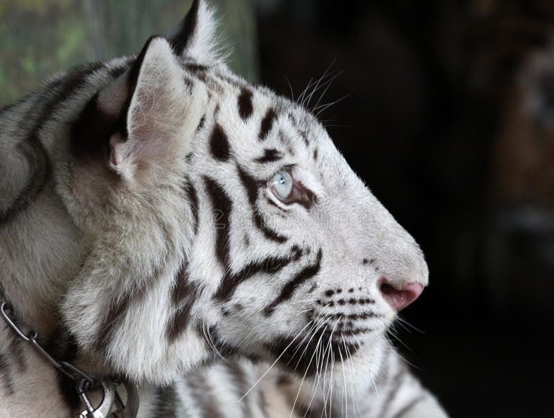 Close Up The White Tiger Cute Stock Image Image 24338133
