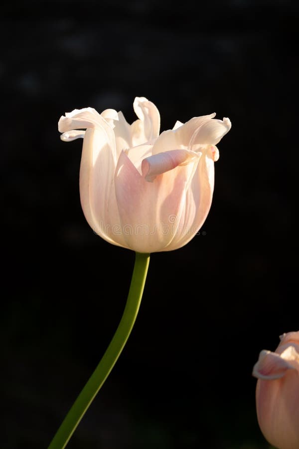 Closeup of a White Tulip on a Black Background Stock Photo Image of