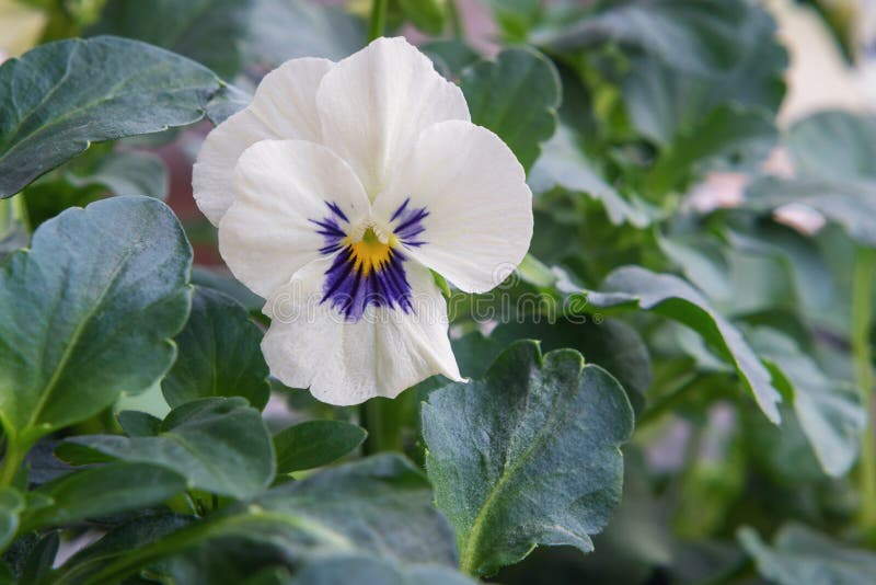 White Viola odorata stock photo. Image of flower, common 141861952