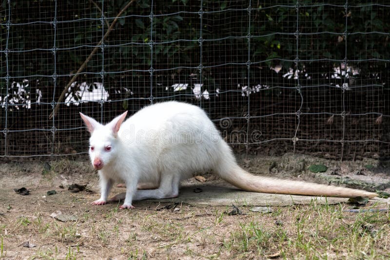 Close up of White wallaby or medium-sized kangaroo stock image Close up of White wallaby or medium-sized kangaroo stock image