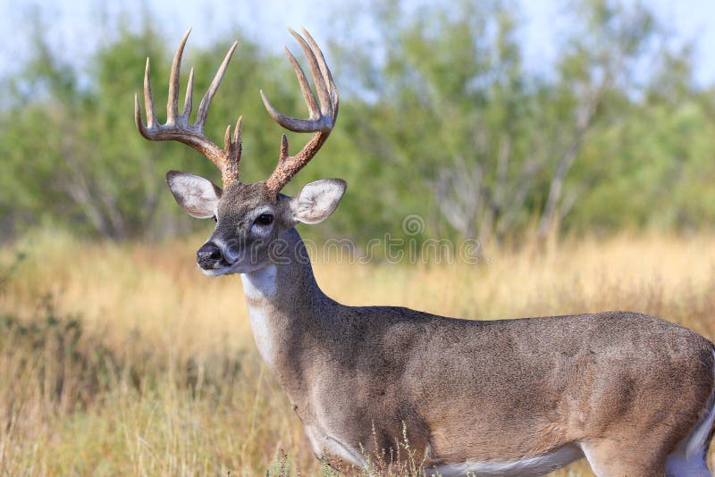 Close-up of a whitetail buck