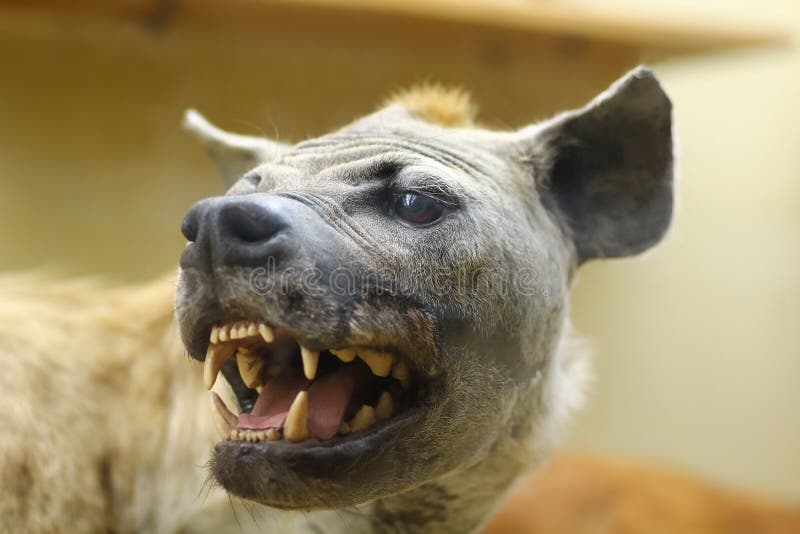 72,715 Angry Animal Stock Photos - Free & Royalty-Free Stock Photos from Dreamstime 72,715 Angry Animal Stock Photos - Free & Royalty-Free Stock Photos from Dreamstime