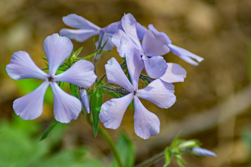 Close-up of Wild Blue Phlox, also called Wild Sweet William, grows in rich woods and fields. Close-up of Wild Blue Phlox, also called Wild Sweet William, grows in rich woods and fields.