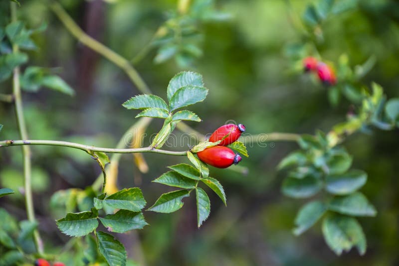 Close up wild rose hips bush in nature with bright wild rose or dog rose berries royalty free stock image Close up wild rose hips bush in nature with bright wild rose or dog rose berries royalty free stock image