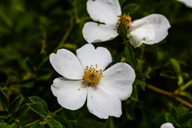 Close Up of Wild White Flowers Outdoor in Sunlight Stock Image Image