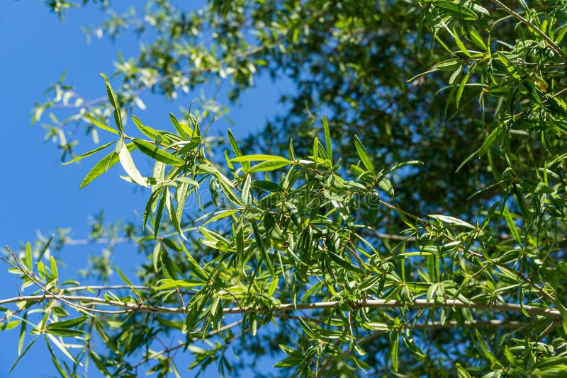 Close-up of Willow oak Quercus phellos green foliage under autumn sun against the background of blue clear sky.
