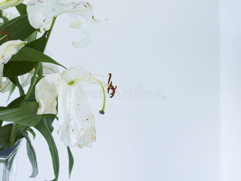 Wilting White Lilies of the Valley. Flowers.Closeup. Stock Photo