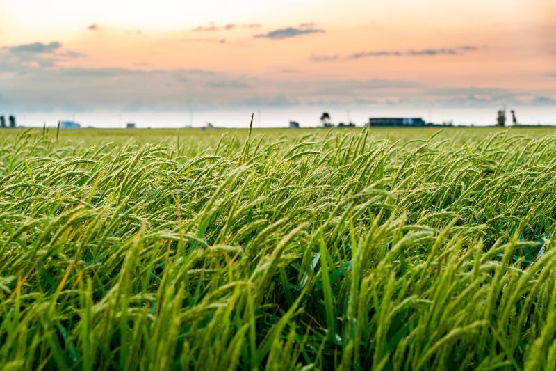 Close up of windy green paddy field with rice ears at sunset in ebro delta national park with factory. Rice is the main