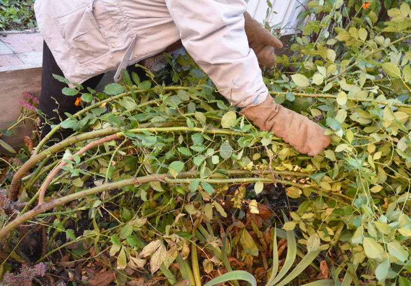 Close up on Winter Protection for Garden Roses Bush. How to prepare climbing roses to cover for winter shelter.