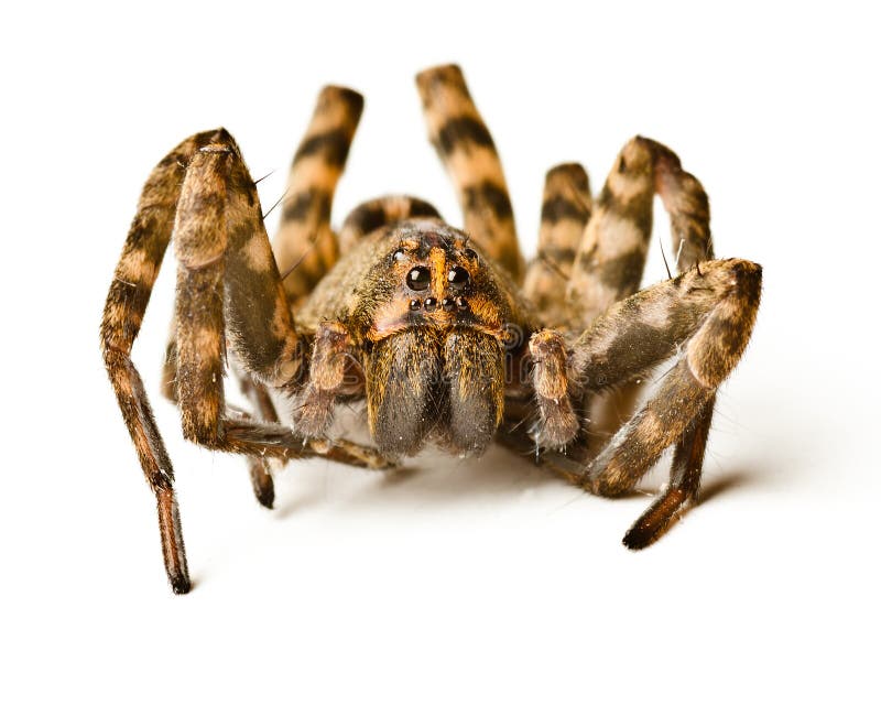 albino wolf spider