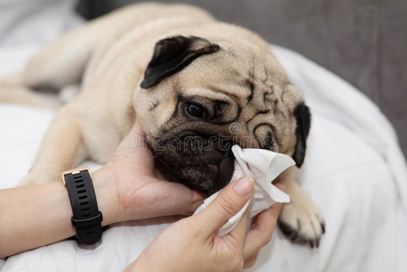 Close Up Woman Hand Clean and Wash Dog Nose Pug Breed for Cleanning