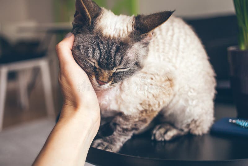 Close up of a woman hand cuddling cute Devon Rex cat. Cat is feeling relaxed, happy and is purring. Love and tenderness mood.