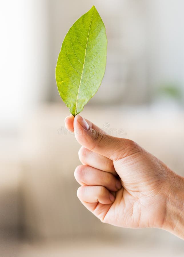 Close Up of Woman Hand Holding Green Leaf Stock Photo - Image of